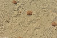 Wanderreise Menorca - Wanderung 3 - Seegras-Kugeln