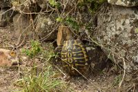 Wanderreise Menorca - Wanderung 3 - Eine kletternde Schildkröte