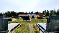 006 - Rinder auf dem Friedhof von Zabljak, Montenegro