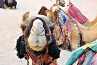 können diese Augen lügen?