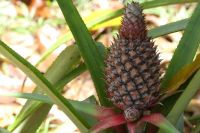Wilde Ananas