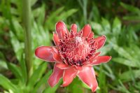 Fackel-Ingwerblume