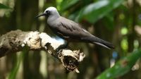Vogelinsel Cousin, Nordi