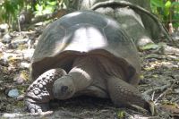 Vogelinsel Cousin