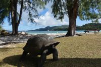 Insel Curieuse