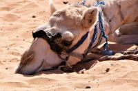 Tiefenentspannung dromedarisch