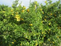 Mandarinenernte im Neretva-Delta