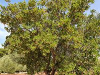 Wanderung im Itratal auf dem Aquäduktweg, Erdbeerbaum