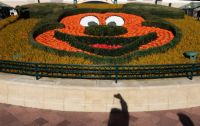 Disneyland Park Blumenarrangement Mickeymouse