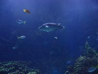 Fische