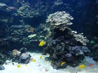 wundervolle farbenprächtige Fische