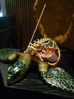 Schildkröte als Modell