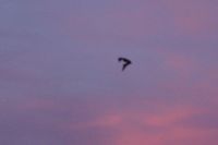 Fledermaus über dem Gudalquivir in der Dämmerung von Córdoba