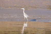 Reiher am Ufer des Guadalquivir, nahe seiner Mündung bei Sanlucar de Barrameda