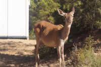 Hirschkuh im Coto de Doñana 