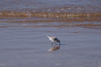 Auf der Suche nach dem Wattwurm - Coto de Doñana