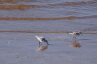 Coto de Doñana/Playa de Matalascañas
