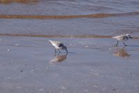 Playa de Matalascañas/Coto de Doñana