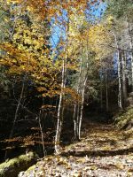Der goldene Herbst