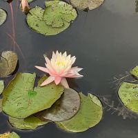 Insel Mainau