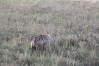 IMG 2397