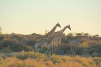 21-Giraffen in der Kalahari