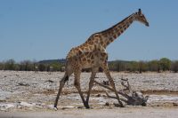 287-Giraffen im Etosha Park