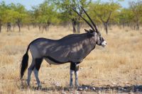 328 Oryx Antilope -Etosha Nationalpark