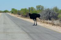 346-Strauss Etosha Nationalpark