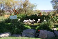 352-Mount Etjo Safari Lodge