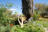 355-Mount Etjo Safari Lodge