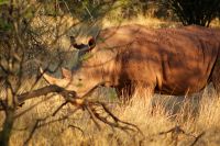 383-Namibia