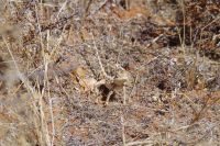 Namibia - Wanderung im Gondwana Kalahari Park