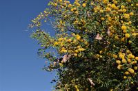 Namibia - Fish River Canyon Lodge - Kameldornbaum