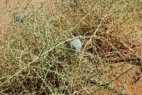 Nationalpark Sossusvlei - Nara Melonen