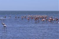 Walvis Bay - Flamingos in der Bucht