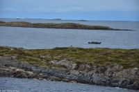 Seeadler (Bildmitte) vor Bodø