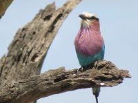 0038 Safari im Solio Nationalpark - Gabelrake