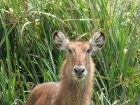 0051 Safari im Solio Nationalpark - Wasserbock