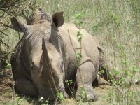 0065 Safari im Solio Nationalpark - Breitmaul-Nashorn