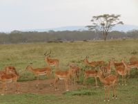 0108 Nakuru-Nationalpark -Impalas