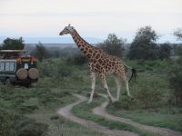 0119 Nakuru-Nationalpark - Rotschild-Giraffe