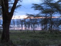 0125 Nakuru-Nationalpark - Lake Nakura - Abendstimmung