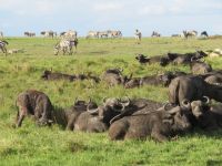 0157  Massai Mara - Büffel