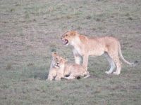 0165  Massai Mara - Löwen