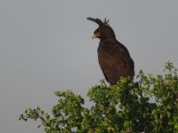 0181 Massai Mara - Schopfadler