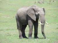 0216 Massai Mara - Elefant