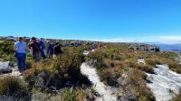 Rundreise Südafrika - Rundgang auf dem Tafelberg in Kapstadt