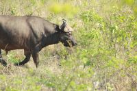 Rundreise Südafrika - Büffel im Krüger-Nationalpark