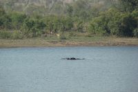 Rundreise Südafrika - Flusspferde im Krüger-Nationalpark